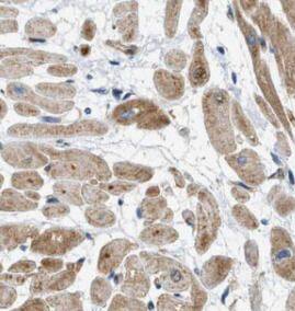 SEPN1 Antibody - BSA Free