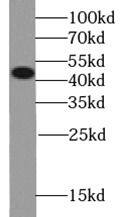 Semenogelin I Antibody - BSA Free