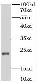 SELS Antibody - BSA Free