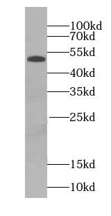 Secretogranin 3 Antibody - BSA Free