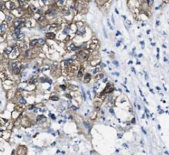 Secretogranin 3 Antibody - BSA Free