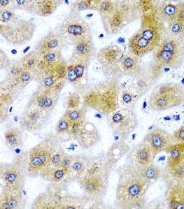 SECISBP2 Antibody - BSA Free