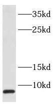 SEC61G Antibody - BSA Free