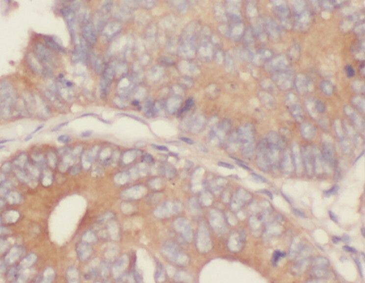 SEC61G Antibody - BSA Free