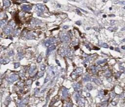 SEC61B Antibody - BSA Free