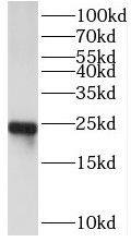 SEC22B Antibody - BSA Free
