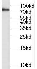 SEC14L1 Antibody - BSA Free