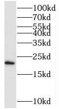SPC18 Antibody - BSA Free