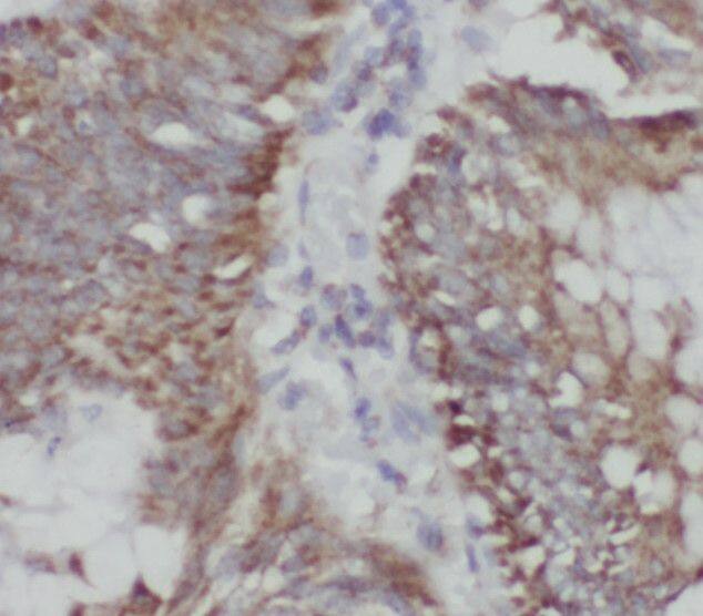 SPC18 Antibody - BSA Free