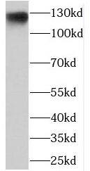 SDCG1 Antibody - BSA Free