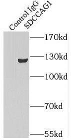 SDCG1 Antibody - BSA Free