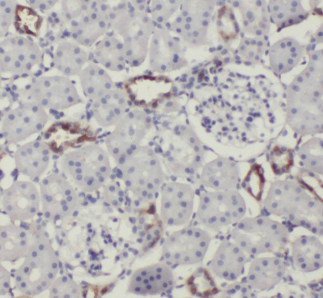 SCUBE3 Antibody - BSA Free