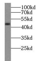 Secernin-1 Antibody - BSA Free