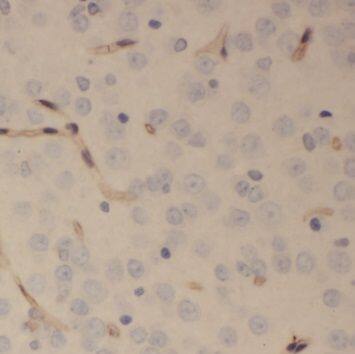 SCRG1 Antibody - BSA Free