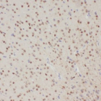 SCNM1 Antibody - BSA Free