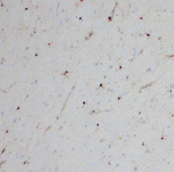 SCGBL Antibody - BSA Free