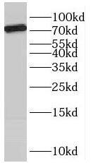 SCFD2 Antibody - BSA Free