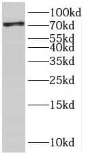 SCEL Antibody - BSA Free