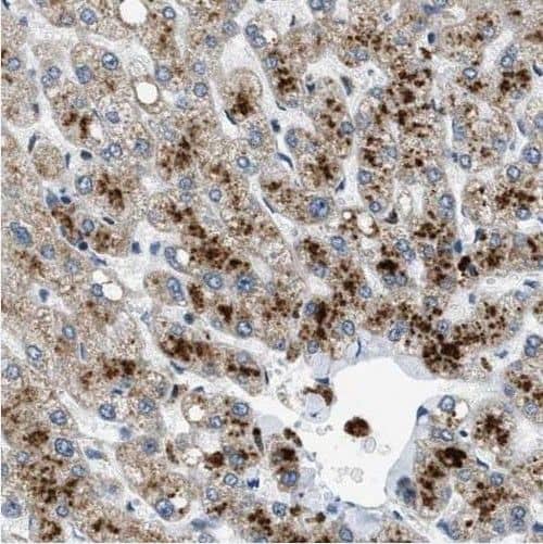 SCAP Antibody - BSA Free