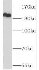 SCAP Antibody - BSA Free