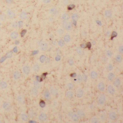 SCAMP1 Antibody - BSA Free