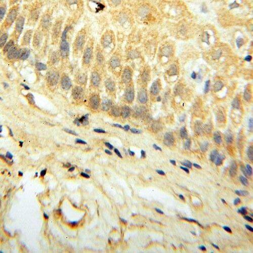 SAT2 Antibody - BSA Free