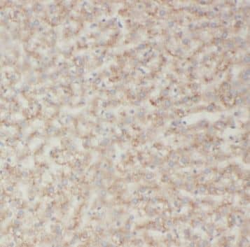 SAR1B Antibody - BSA Free