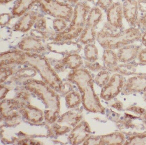 SAPS3 Antibody - BSA Free