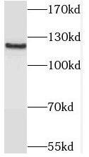 SAPS1 Antibody - BSA Free