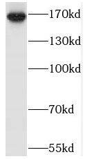 SAMD9L Antibody - BSA Free