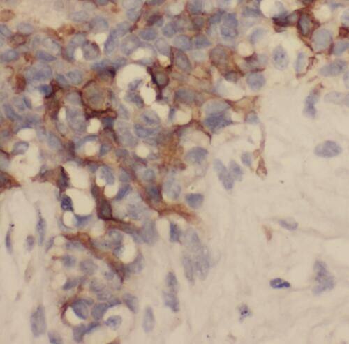 SAMD9L Antibody - BSA Free