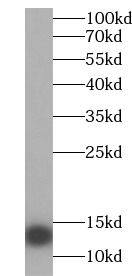 SAA2 Antibody - BSA Free
