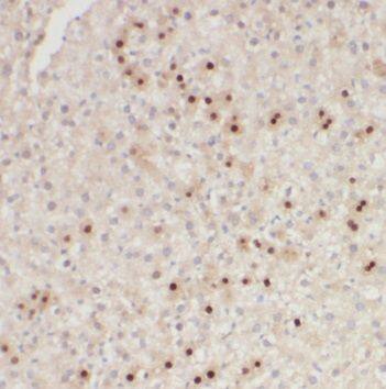 RWDD3 Antibody - BSA Free