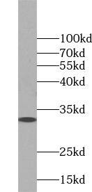 PAG608 Antibody - BSA Free