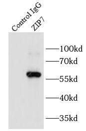 SLC39A7/ZIP7 Antibody - BSA Free