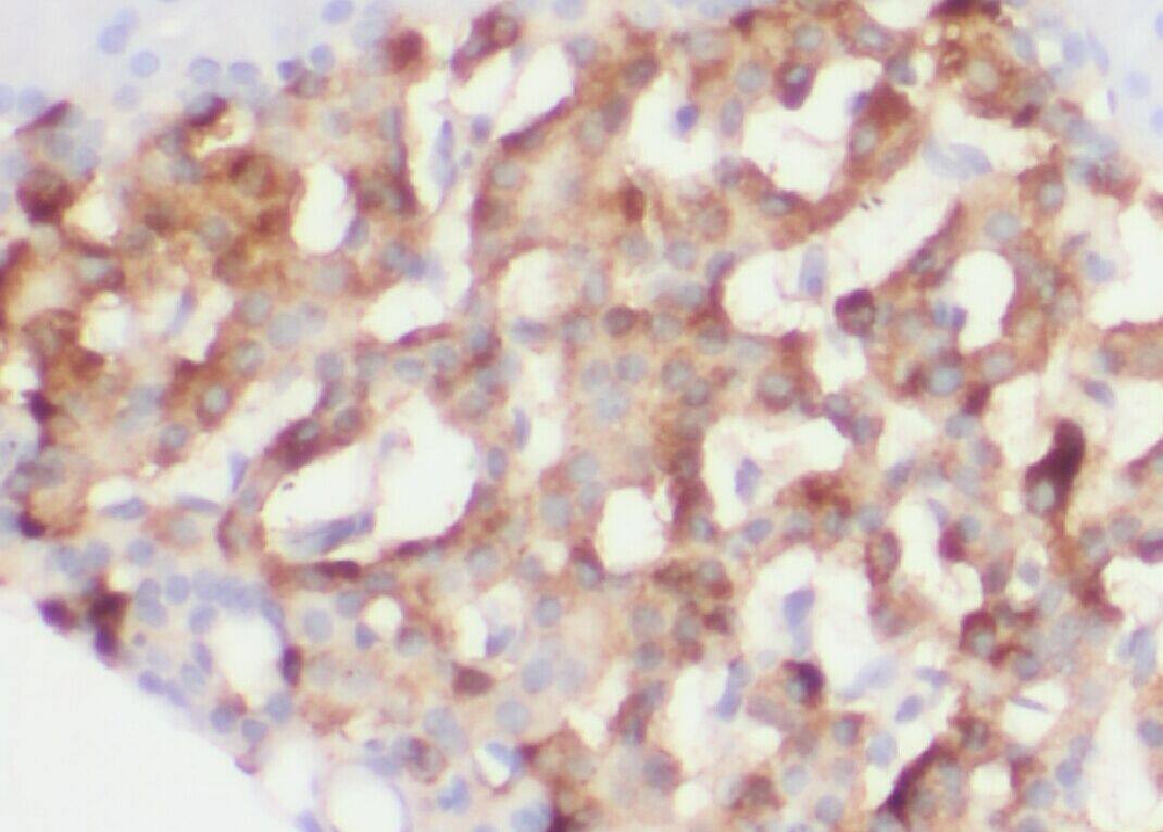 ZG16 Antibody - BSA Free