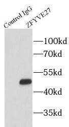 ZFYVE27 Antibody - BSA Free