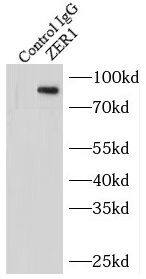 ZER1 Antibody - BSA Free