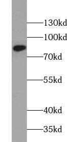 ZER1 Antibody - BSA Free