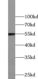 NIPA Antibody - BSA Free