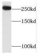 TAF1L Antibody - BSA Free