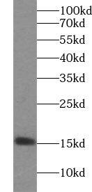 YPEL5 Antibody - BSA Free