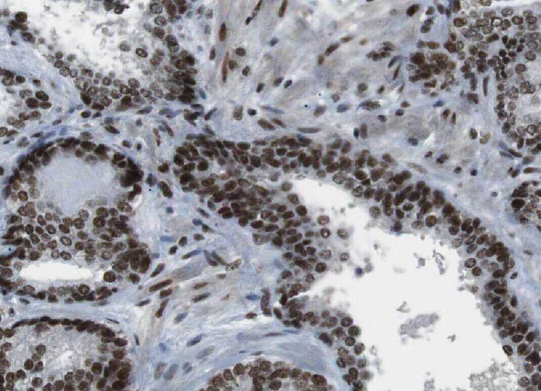 YPEL5 Antibody - BSA Free