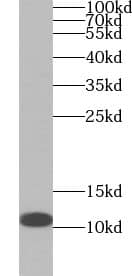 YPEL3 Antibody - BSA Free
