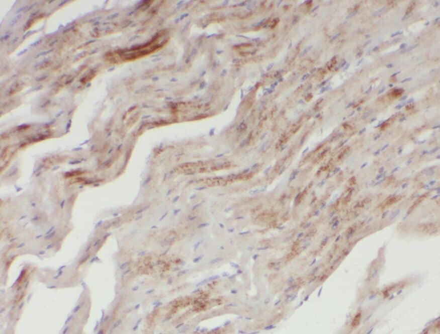 Xrn1 Antibody - BSA Free