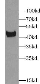 XKR6 Antibody - BSA Free