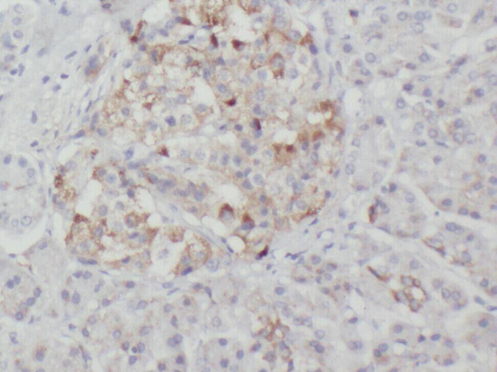 XK X-linked Kx blood group Antibody - BSA Free