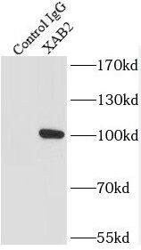 XAB2 Antibody - BSA Free
