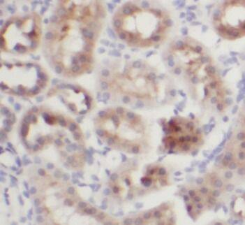 WWC2 Antibody - BSA Free