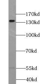 WWC2 Antibody - BSA Free